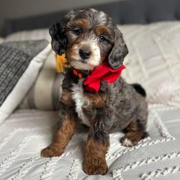 Vail - Blue merle female Bernedoodle puppy in Weston, Idaho from Berne n Doodles