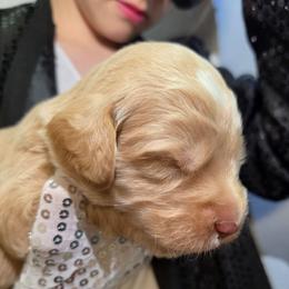 Smooth Criminal - Apricot male Labradoodle puppy in Lansing, North Carolina from Murphy Manor Mountain Doodles