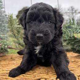 Eddie - Black male Goldendoodle puppy in Gay, Georgia from That’s My Puppy