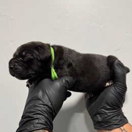 Male 1 - Black male Cane Corso puppy in Cashion, Oklahoma from APEXOK Cane Corsos LLC