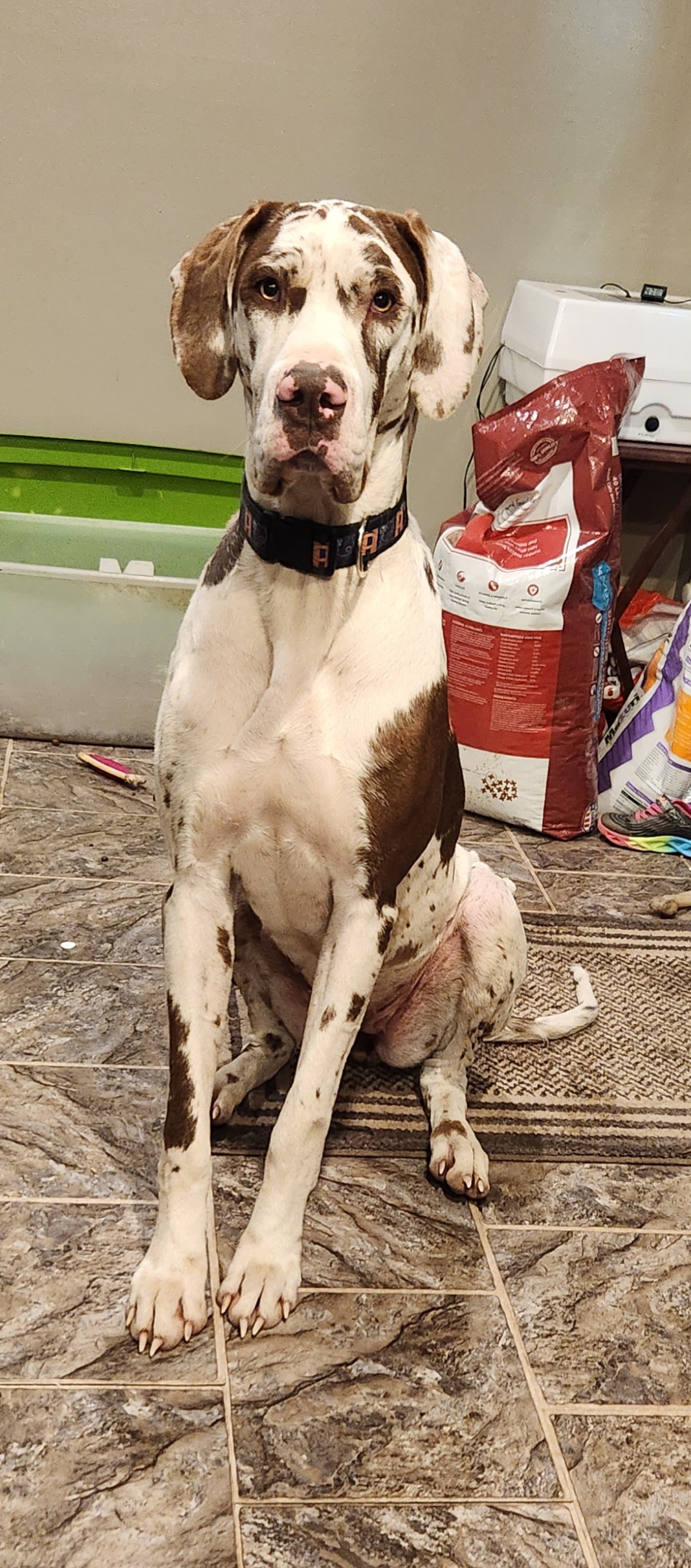 Bianca - Great Dane