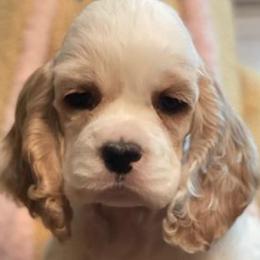 Cocker Spaniels from Silhouette Cocker Spaniels