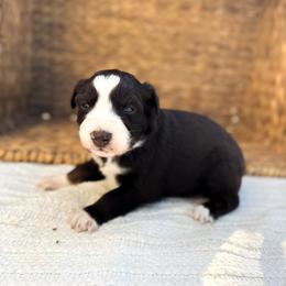 Star Dust - Red tri-color female Australian Shepherd puppy in Unionville, Iowa from Soap Creek Kennels