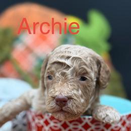 Archie - Apricot male Double Doodle puppy in Hayden, Alabama from Agape Southern Farms