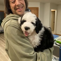 Goldendoodle, Poodle, and Sheepadoodle Puppies from Heavenly Hilltop Farm