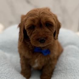 Bentley - Red  male Goldendoodle puppy in Kansas City, Kansas from Bella & Ivy’s Mini Goldendoodles of KC