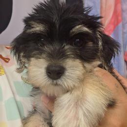 Sweet Nova - White and buff female Bichon Frise puppy in Jacksonville, Florida from Joanelly Marshall