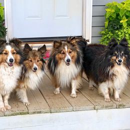 Shetland Sheepdog All Grown Up from Fox Point Farm Toy Shelties