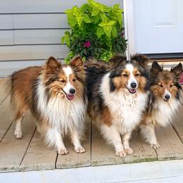 Shetland Sheepdog All Grown Up from Fox Point Farm Toy Shelties