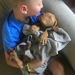 Vizsla Puppies from Maplewood Vizslas