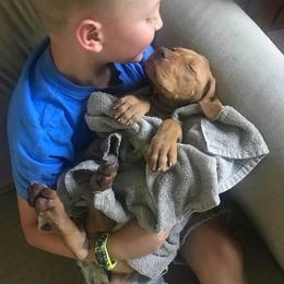 Vizsla Puppies from Maplewood Vizslas