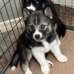 Siberian Husky Puppies from OAZS Pups