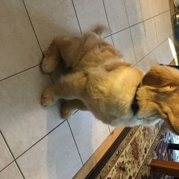 Golden Retriever Puppies from Davis Pond Goldens