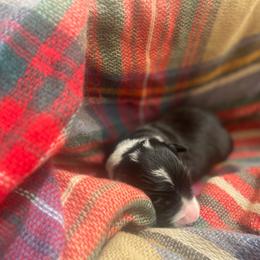 Crow - Black and white male Border Collie puppy in Grover Hill, Ohio from Heritage Border Collies
