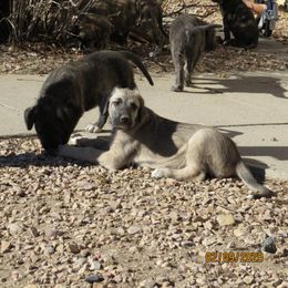Girl Lt Blue - Irish Wolfhound puppy from Faolan Irish Wolf Hounds
