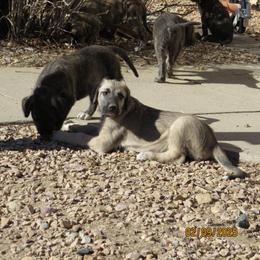 Girl Lt Blue - Irish Wolfhound puppy from Faolan Irish Wolf Hounds