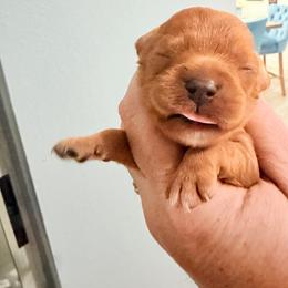 Basil - Ruby male Cavalier King Charles Spaniel puppy in Spring Hill, Florida from Wonderland Cavaliers