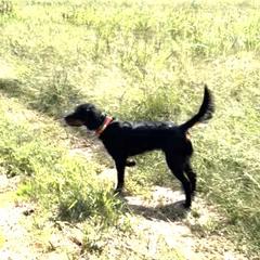 Gordon Setters from Whistler's Farm