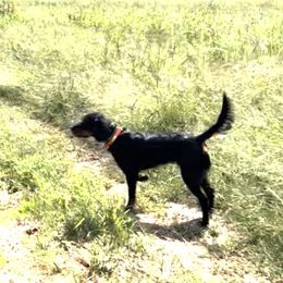 Gordon Setters from Whistler's Farm