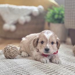 Cavapoo and Dachshund Puppies from Barnyard Dachshunds, Dals & Doodles