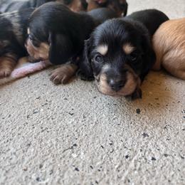 White collar - Black and cream female Dachshund puppy in Eustis, Florida from K8’s Dachshunds