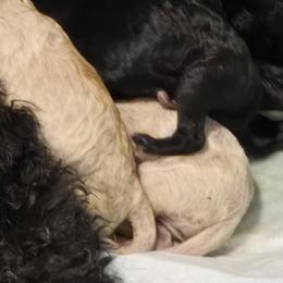 Black Collar girl - Apricot female Poodle puppy in Keats, Kansas from Little Apple Standard Poodles