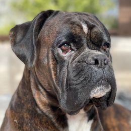Blue - Boxer