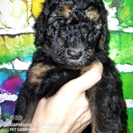 Boy 1 - Phantom Poodle puppy in Kentucky from Penny's Puppy Palace