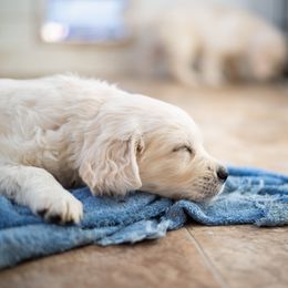 Golden Retriever Puppies from Kenwood Retrievers