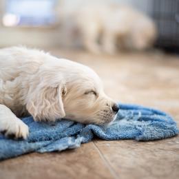 Golden Retriever Puppies from Kenwood Retrievers