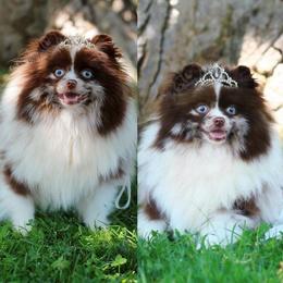 Millie - Pomeranian