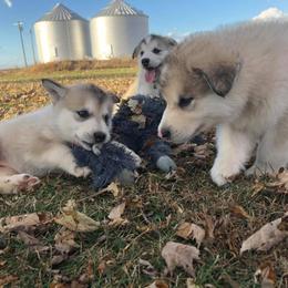 Alaskan Malamute Puppies from Moot Manor Malamutes