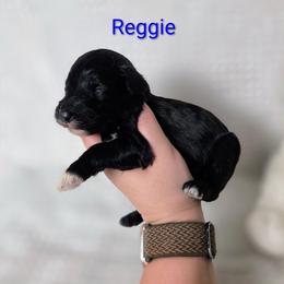 Reggie - Black and white male Sheepadoodle puppy in Cornelia, Georgia from Yates Family Farm
