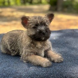 Jill - Cream female Cairn Terrier puppy in Mountain Grove, Missouri from CreekTop