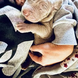 Weimaraner Puppies from K&K Weimaraners