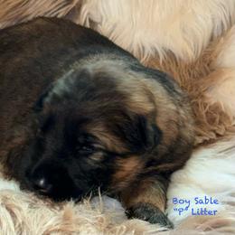 Parker - Sable male German Shepherd puppy in Hillsboro, Indiana from Salty Raccoon Ranch German Shepherds