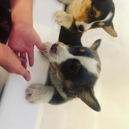 American Corgi, Cardigan Welsh Corgi, and Pembroke Welsh Corgi Puppies from Enok Corgis