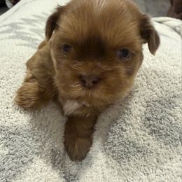 Santa (red) - Tricolor male Shih Tzu puppy in Kaufman County, Texas from Rustic_Charm_by_Andye