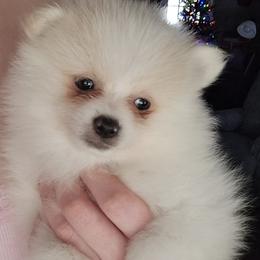 AKC boy dark blue collar - Cream parti male Pomeranian puppy in Lake City, Florida from Tiny treasures