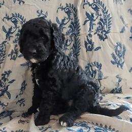 Ginny - Black female Sheepadoodle puppy in Austin, Texas from Darling Doodles