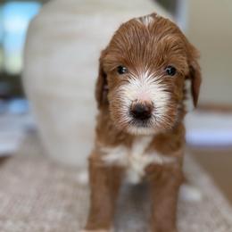 Missy - purple - Red  female Goldendoodle puppy in Yuciapa, California from AlltheDoodlez_