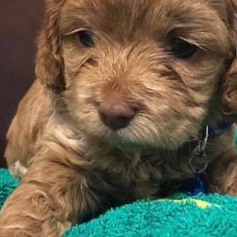 Cockapoo, Golden Retriever, and Goldendoodle Puppies from Bailey’s Cajun Canines