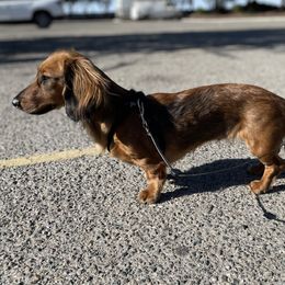 Whiskey - Dachshund