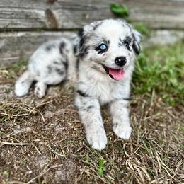 Blue - Blue merle male Miniature Australian Shepherd puppy in Saint Cloud, Florida from Dirty Paws