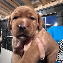 Purple - Yellow female Labrador Retriever puppy in Newton Grove, North Carolina from Wayalife Labradors & Gsp’s