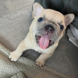 French Bulldog Puppies from Foster Lake Frenchies