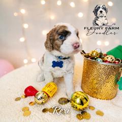 Rexie - Brown male Whoodle puppy in Knoxville, Tennessee from Fleury Farm Doodles TN
