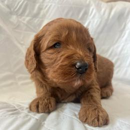 Lavender - Apricot female Australian Labradoodle puppy in Auburn, California from Poodles and Labradoodles breeder