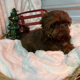 AKC Prada - Chocolate and tan female Shih Tzu puppy in Elgin, South Carolina from Silver Bells Paw Prints