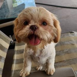 Nala - Shih Tzu